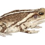 An illustration of the gulf coast toad as viewed from the side, covered in brown spots and brighter stripes along its back.