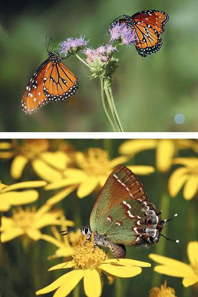 Queen butterflies (Danaus gilippus) visit Gregg’s mistflower (Conoclinium greggii, top), and a juniper hairstreak (Callophrys gryneus) sips nectar from damianita (Chrysactinia mexicana), both at the Wildflower Center.