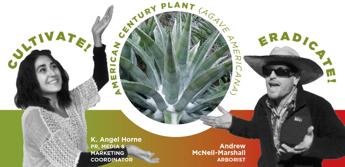Pull It Plant It Agave