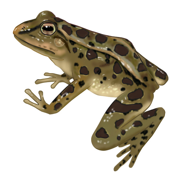 Rio Grande Leopard frog, Rana berlandieri