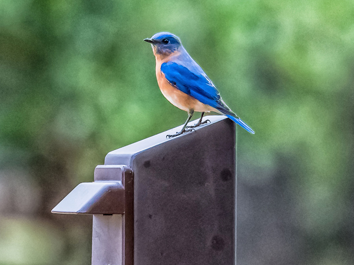 An eastern bluebird perches on a light fixture. The green background behind it is blurred.