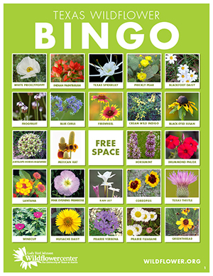 Texas Wildflower Bingo card