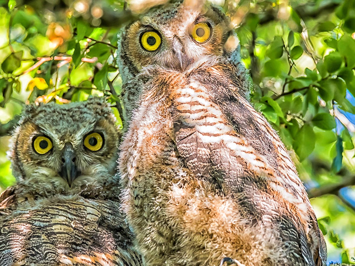 Owlets in tree