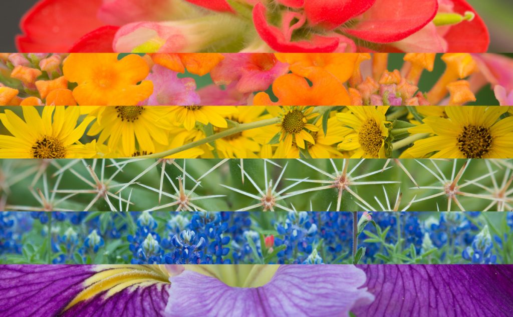 A stylized rainbow pride flag made up of several horizontal photos of different colorful wildflowers.