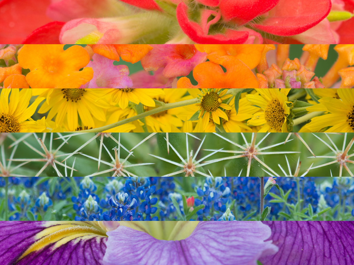 A stylized rainbow pride flag made up of several horizontal photos of different colorful wildflowers.