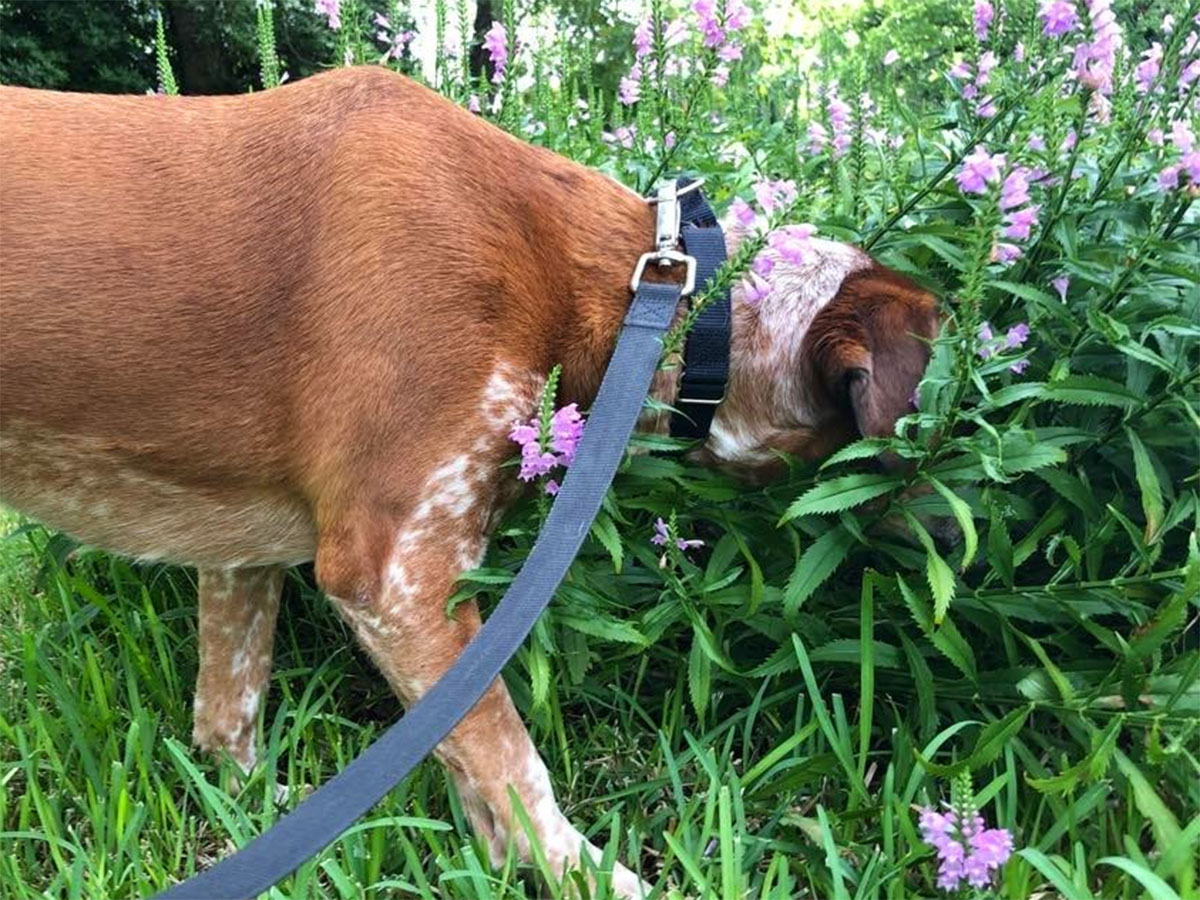 A brown and white dog on a leash sticks its head into a bush of purple wildflowers.