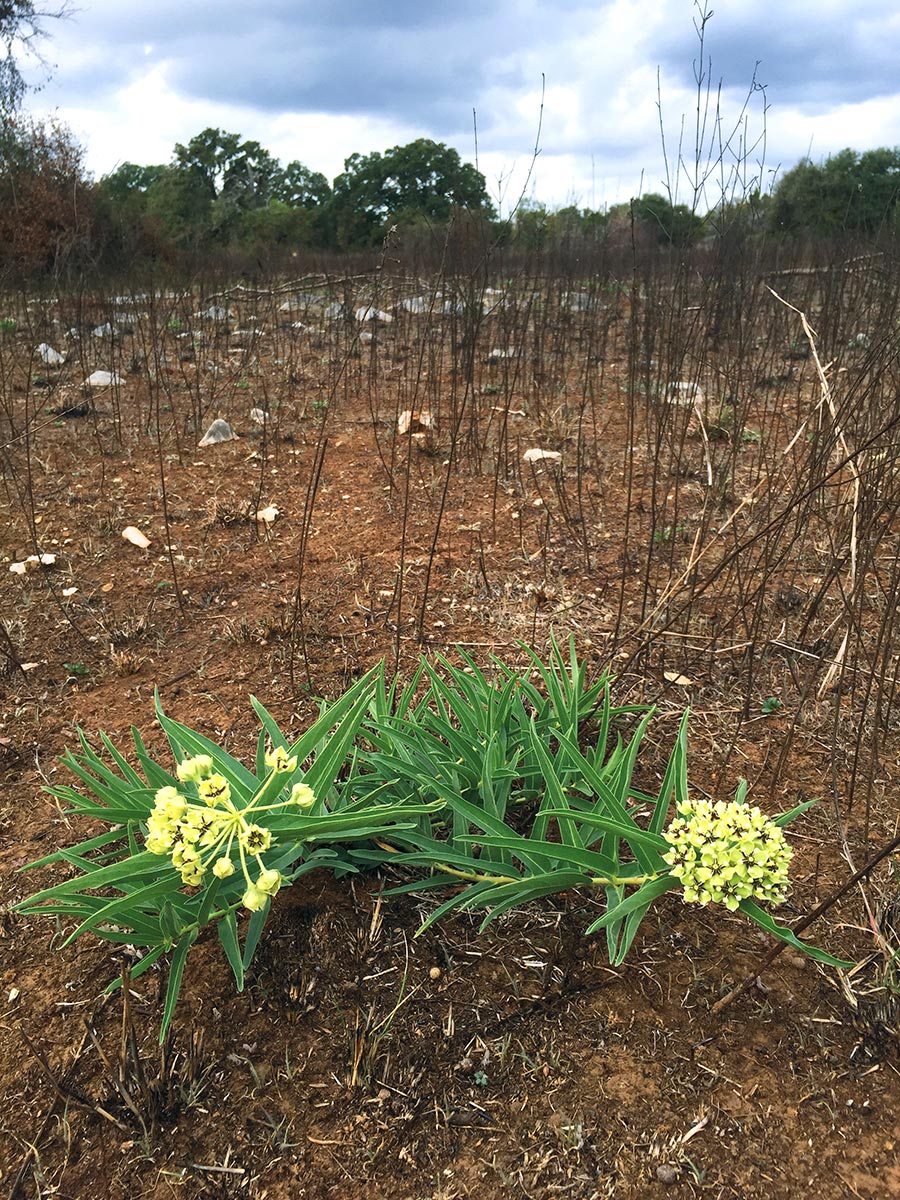 Antelope-horns milkweed (Asclepias asperula) grows after a prescribed burn in a Wildflower Center research plot.