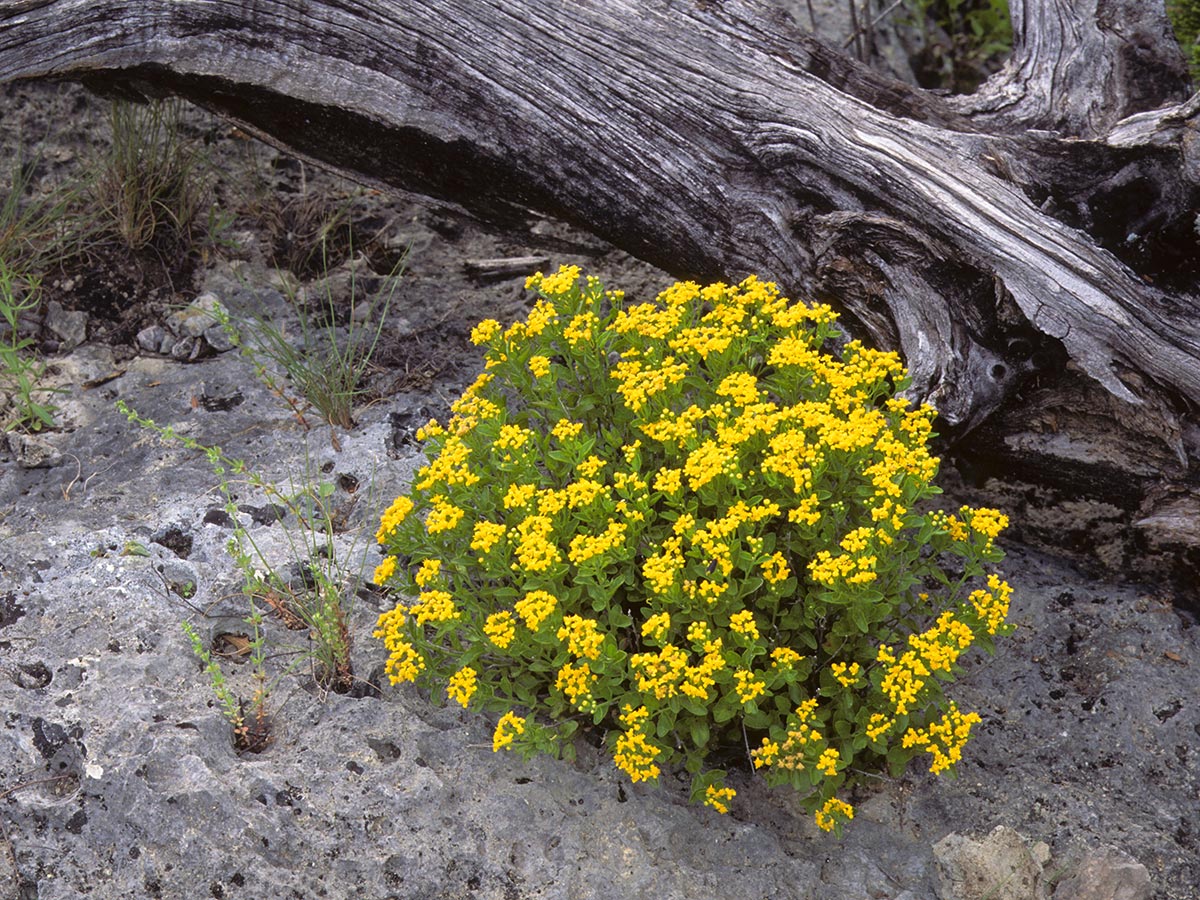 Rock daisy (Perityle lindheimeri) growing in a rock next to dead wood.