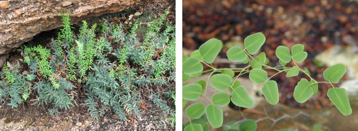  Wright’s cliffbrake fern (Pellaea wrightiana) and Ovateleaf cliffbrake (Pellaea ovata) 
