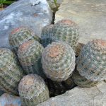 Lace hedgehog cacti (Echinocereus reichenbachii) thriving in a rock outcropping