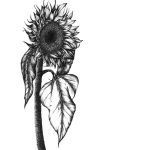 Detailed illustration of single bloom and stem of a common sunflower (Helianthus annuus) in black and white
