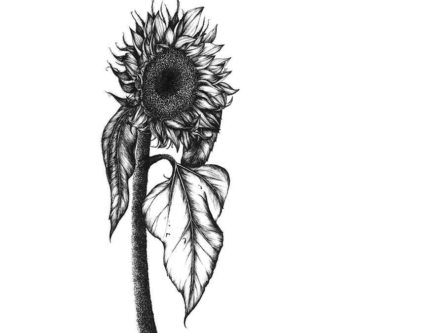 Detailed illustration of single bloom and stem of a common sunflower (Helianthus annuus) in black and white