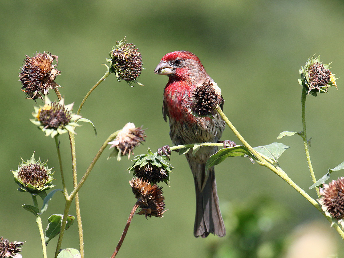 Many birds, such as this house finch (Haemorhous mexicanus), are drawn to post-bloom common sunflowers (Helianthus annuus) for food.