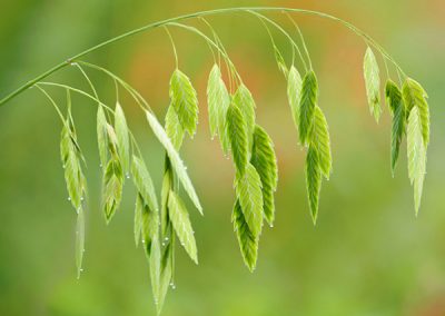 Pull It or Plant It: Inland Sea Oats