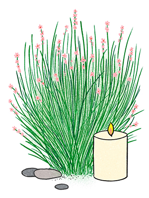 Illustration of candelilla in bloom with a candle
