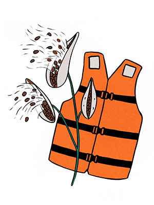 An illustration of common milkweed pods with seed fluff coming out and a life preserver