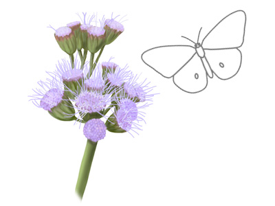 Illustration of butterfly next to a Gregg’s mistflower (Conoclinium greggii) flower