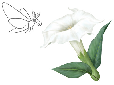 Illustration of Datura (Datura wrightii) in bloom and a moth