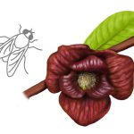 Illustration of pawpaw (Asimina triloba) and a fly