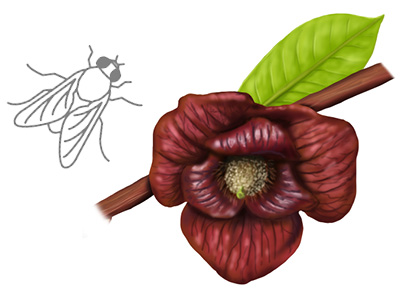 Illustration of fly next to a Pawpaw (Asimina triloba) flower