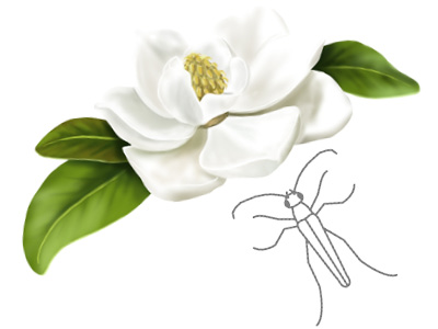 Illustration of Southern magnolia (Magnolia grandiflora) in bloom and a beetle
