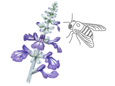 Illustration of bee next to Mealy blue sage (Salvia farinacea) in bloom