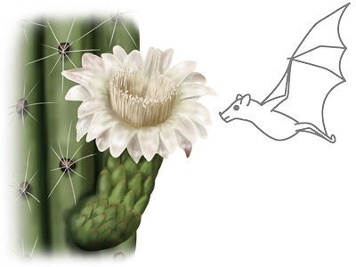 Illustration of Organpipe cactus (Stenocereus thurberi) in bloom and a bat