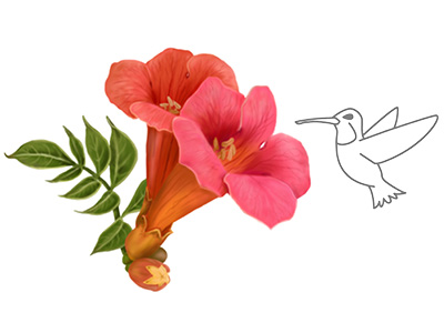 Illustration of hummingbird next to a Trumpet creeper (Campsis radicans) flower