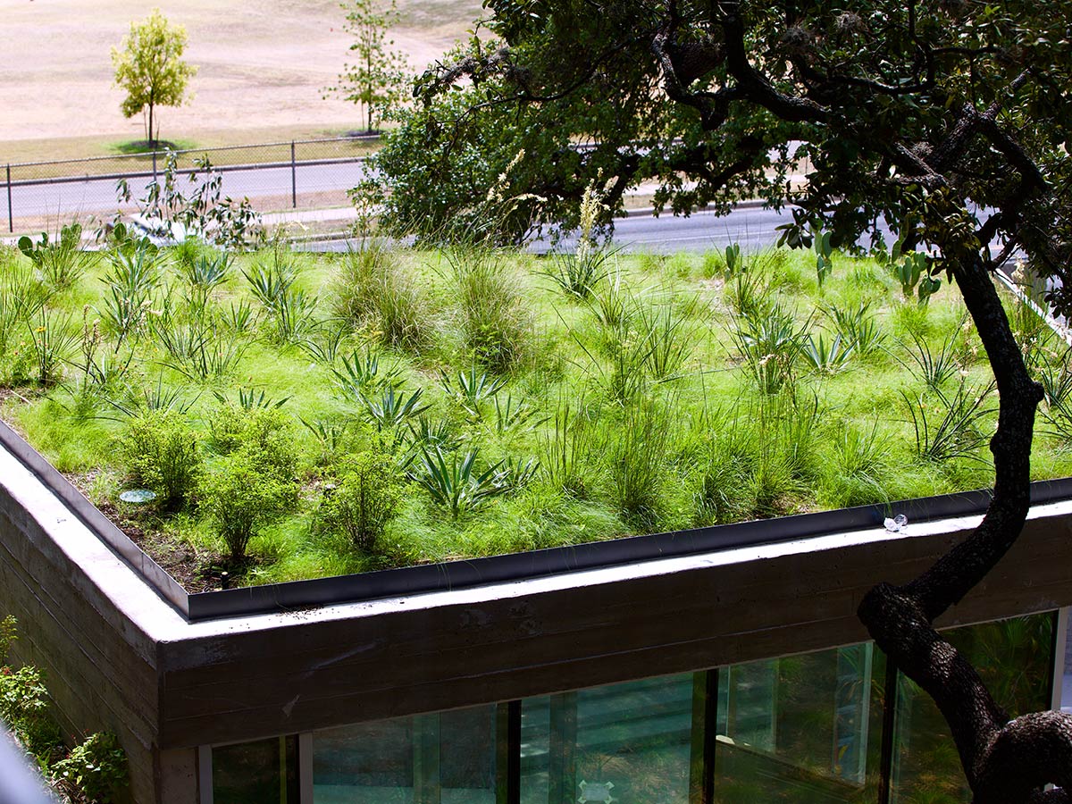 Green roof on a building on South First Street in Austin