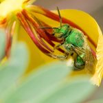 Sweat bee on flowering partridge pea