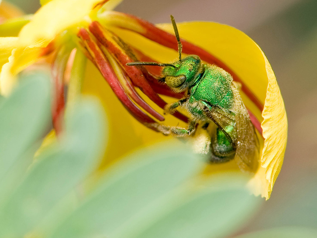 Sweat bee on flowering partridge pea