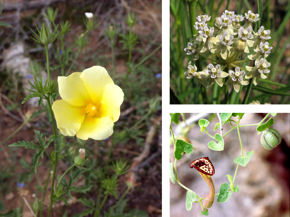 Desert rose-mallow , Horse tail milkweed, Cory’s pipevine
