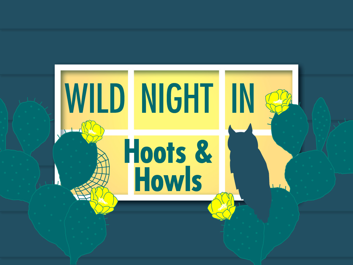 illustration of yellow lit window at night with a white sill and blue house siding. The window is framed by prickly pear cactus on either side with yellow blossoms. There is a spider web in the lower left corner of the window and an owl silhouette on the prickly pear on the right. The words in the window read in blocky letters: "Wild Night In: Hoots & Howls"