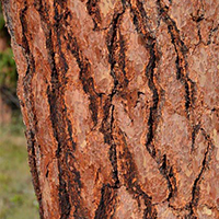 Ponderosa pine bark close-up