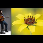 Photo of man holding a guitar and a close-up photo of a yellow flower surrounded by a black background