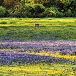 A solitary deer gazing out toward the rising sun in a field of Texas bluebonnets (Lupinus texensis).