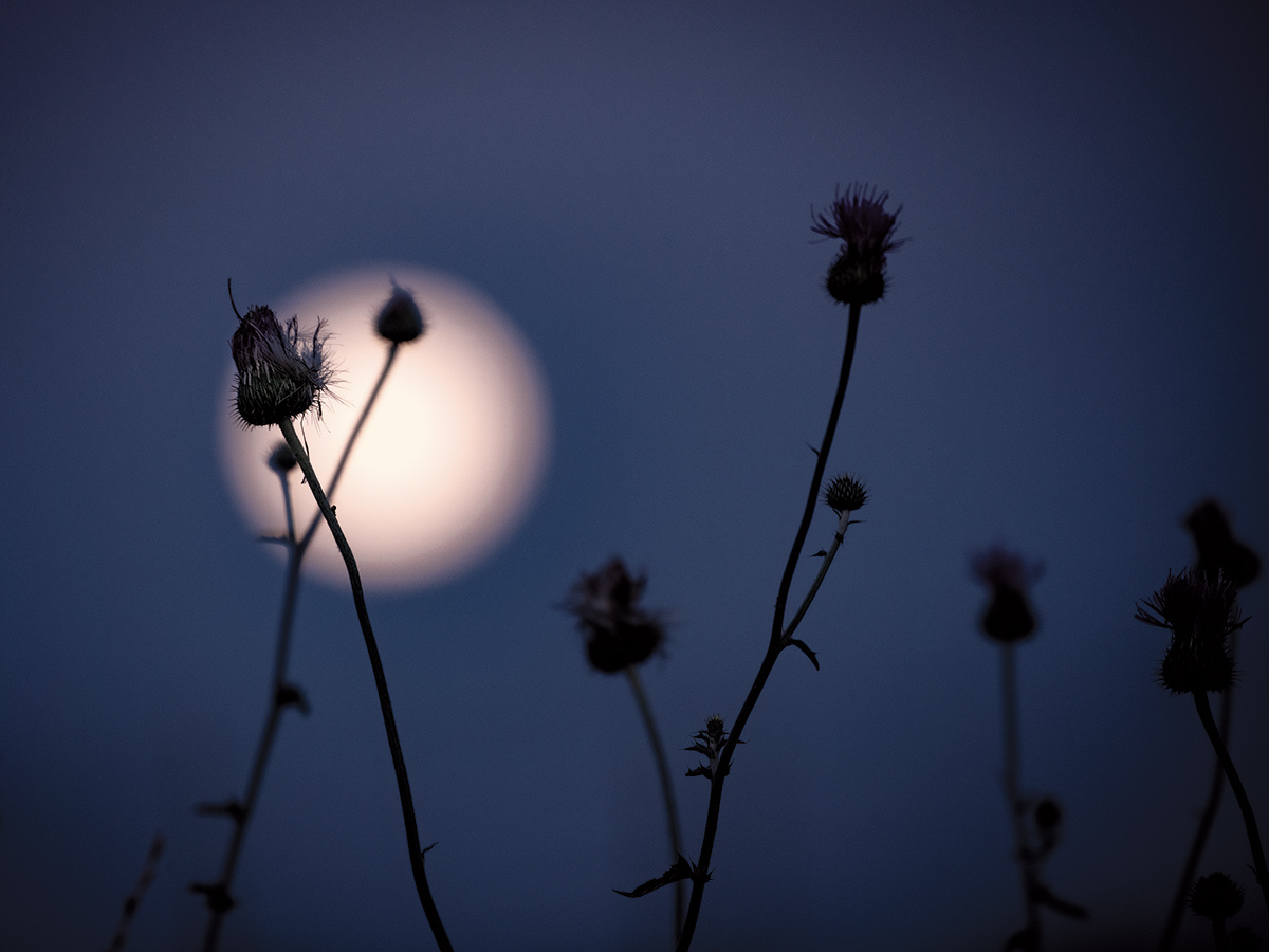 The spiky-looking silhouette of a Texas thistle (Cirsium texanum) is dark against a white full moon with other thistle silhouettes of thistles against a dark blue night sky.