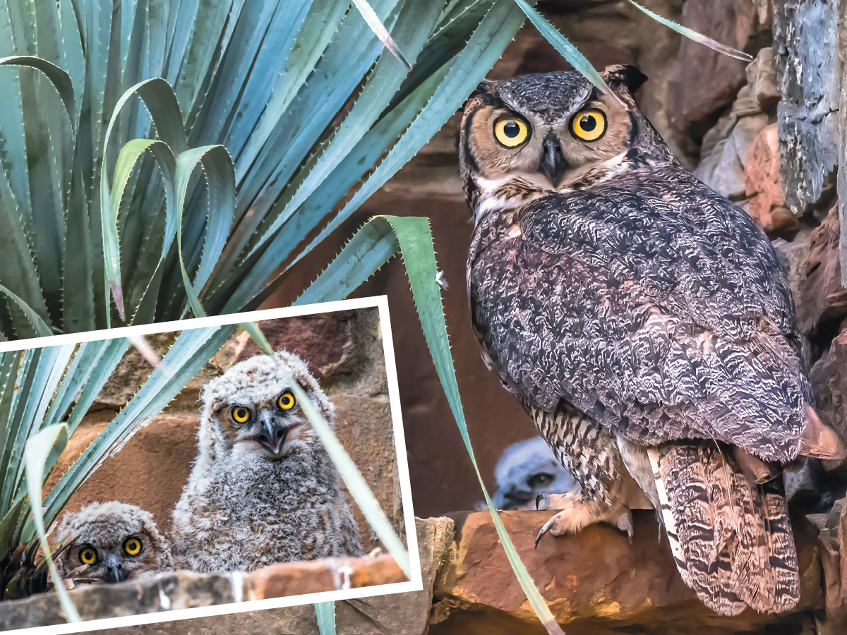 A great horned owl near a sotol plant looks at the camera; on the lower left is an inset of two owlets, one sitting up high and the other just peeking over the end of the sotol planter.