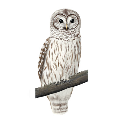 A white and light brown illustration of a barred owl (Strix varia) sitting on a branch; it has black eyes and a mostly white breast..
