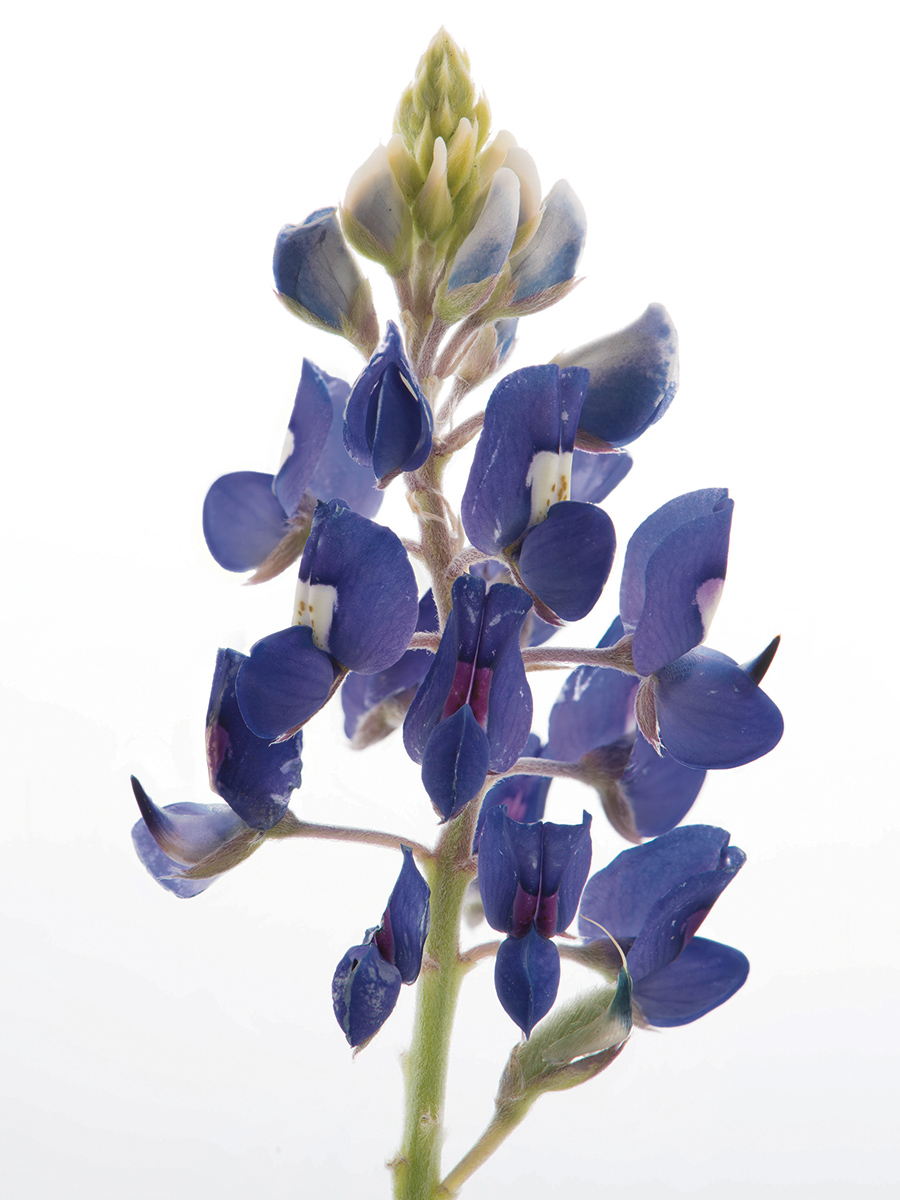 A close-up of a single bluebonnet on a white background.