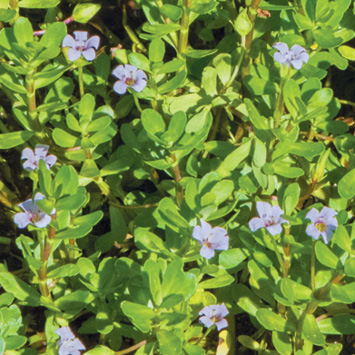 Small green leaves fill stems vertically through the image; about 10 small periwinkle flowers dot the plant.