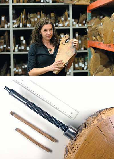 Two images: on top, a white middle-aged woman (Dr. Valerie Trouet) holds a wood sample in a room of shelves filled with wood samples; on bottom, a large screw-type tool known as an increment borer is inserted into a tree ring.