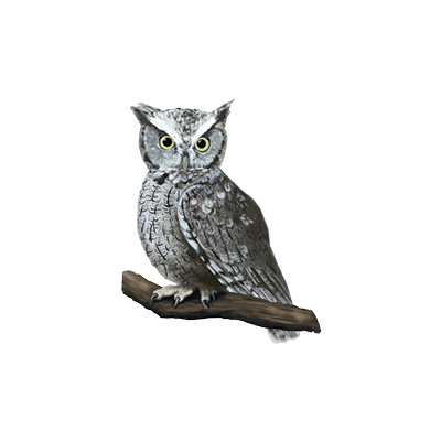 A gray and illustration of an eastern screech-owl (Megascops asio) sitting on a branch; it has yellow eyes, is small compared to the other owls on the page, and has ear tufts.