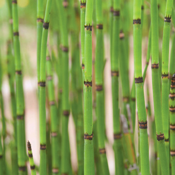 Banded, green, vertical stems of horsetail fill the image.
