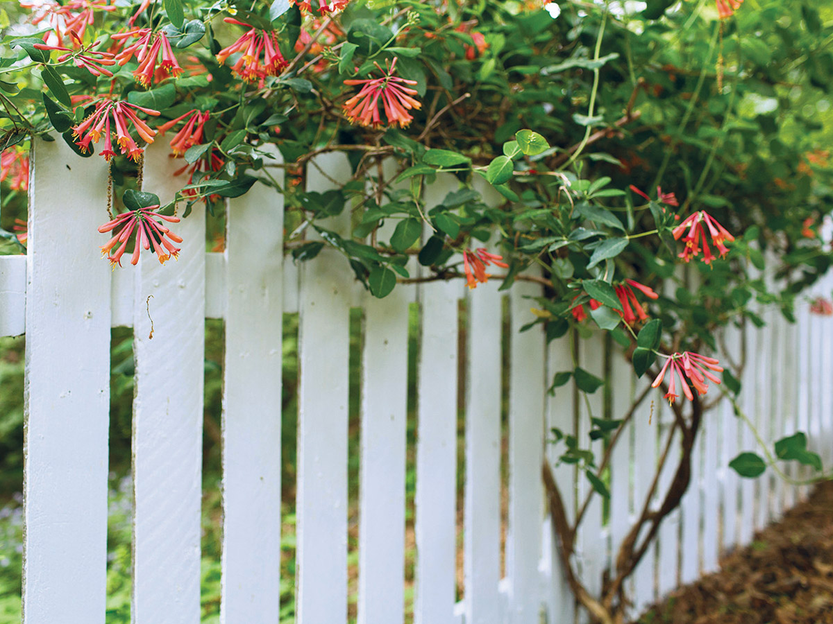 A blooming honeysuckle vine with coral-colored flowers and green foliage grows against a white picket fence.
