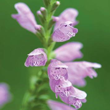 Light purple flowers with spotted 