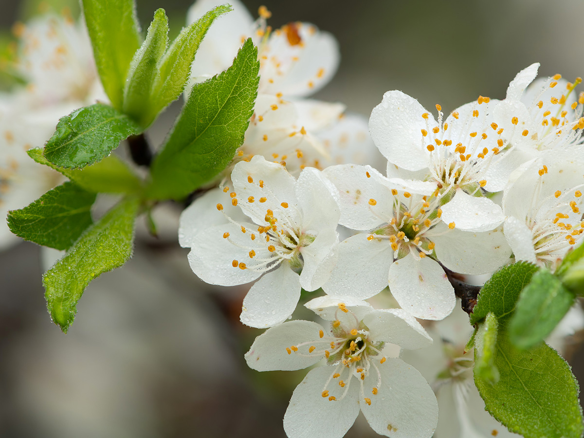 A close up of a bunch of misty white Mexican plum blooms and leaves.
