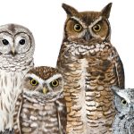 Four common owls in Texas, from left to right: barred (white with black eyes), burrowing (short with white eyebrows and yellow eyes), great horned (the largest, prominent ear tufts and yellow eyes), and eastern screech (smallest, light gray, yellow eyes).