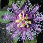 A close-up purple passionflower bloom with lots of intricate, long spindly internal flower parts and green leaves around the base.