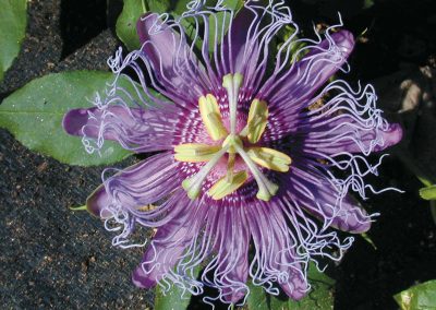 Pull It or Plant It: Passionflower